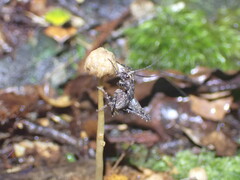 Pleioplectron gubernator