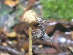 Pleioplectron gubernator