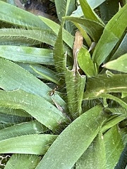 Dichanthelium laxiflorum