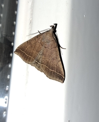 Pechipogo plumigeralis