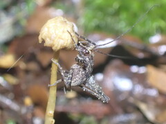 Pleioplectron gubernator