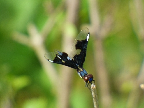Portia Widow