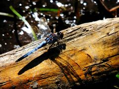 Orthetrum caledonicum