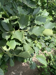 Corylus heterophylla