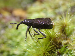 Cuneopterus