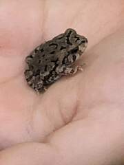 Anaxyrus fowleri