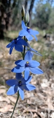 Thelymitra crinita