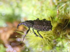 Cuneopterus