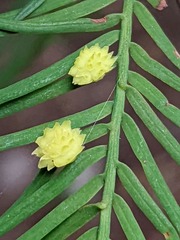Taxodiomyia