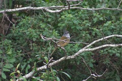 Pachycephala olivacea