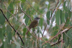 Pachycephala olivacea