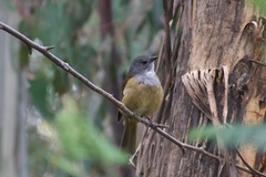 Pachycephala olivacea