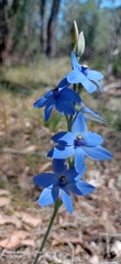 Thelymitra crinita