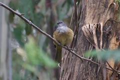 Pachycephala olivacea