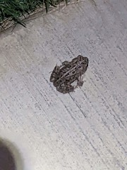 Anaxyrus fowleri