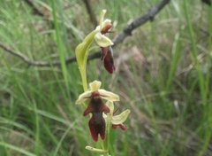 Ophrys insectifera