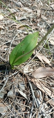 Thelymitra crinita