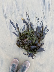 Eisenia arborea