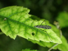 Amphineurus bicinctus