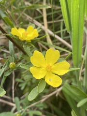 Hibbertia obtusifolia