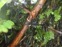 Forsteropsalis inconstans