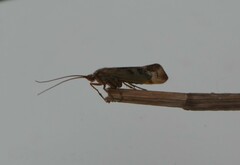 Limnephilus lunatus