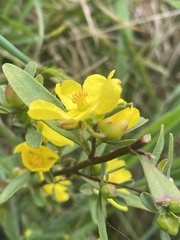 Hibbertia obtusifolia