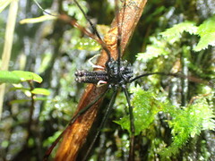 Forsteropsalis inconstans