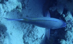 Scarus psittacus