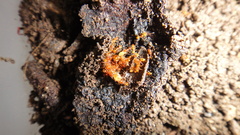Pheidole fervida
