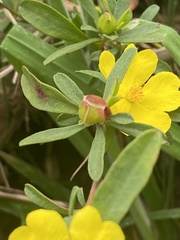 Hibbertia obtusifolia