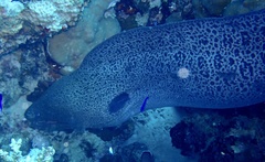 Gymnothorax javanicus