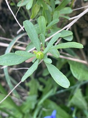 Hibbertia obtusifolia
