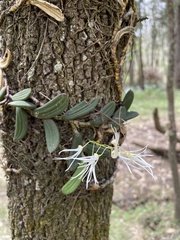 Dendrobium linguiforme