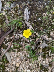 Ranunculus lappaceus