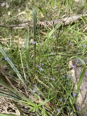 Dianella brevipedunculata