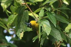 Rubigula flaviventris