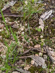 Ranunculus lappaceus