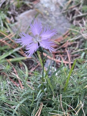 Dianthus hyssopifolius