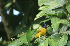 Rubigula flaviventris