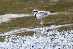 Elseyornis melanops