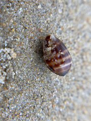 Melampus olivaceus