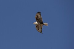 Buteo regalis