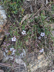 Euryomyrtus ramosissima