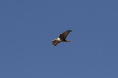 Buteo regalis