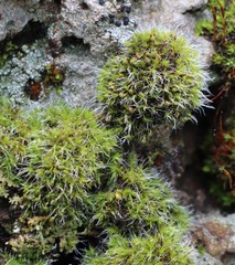 Grimmia pulvinata