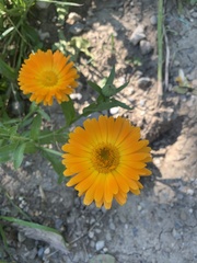 Calendula arvensis
