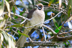 Philemon citreogularis