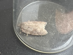Acleris sparsana