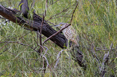 Nycticorax caledonicus